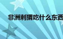 非洲刺猬吃什么东西（刺猬吃什么东西）