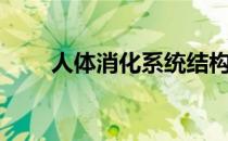 人体消化系统结构图（系统结构图）