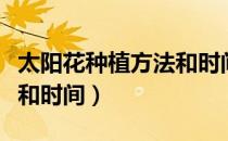 太阳花种植方法和时间视频（太阳花种植方法和时间）