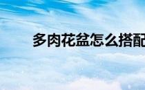 多肉花盆怎么搭配好看（多肉花盆）