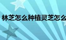 林芝怎么种植灵芝怎么种植（灵芝怎么种植）