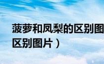 菠萝和凤梨的区别图片 味道（菠萝和凤梨的区别图片）