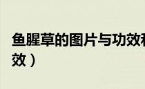 鱼腥草的图片与功效和作用（鱼腥草图片及功效）