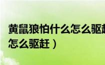 黄鼠狼怕什么怎么驱赶黄鼠狼（黄鼠狼怕什么怎么驱赶）