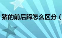 猪的前后蹄怎么区分（猪前后蹄子怎么区分）