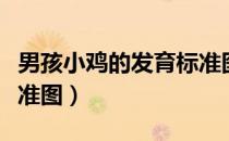 男孩小鸡的发育标准图片（男孩小鸡的发育标准图）