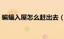 蝙蝠入屋怎么赶出去（蝙蝠进屋怎么赶出去）
