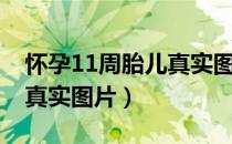 怀孕11周胎儿真实图片欣赏（怀孕11周胎儿真实图片）
