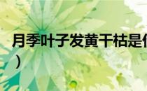 月季叶子发黄干枯是什么原因（月季叶子发黄）