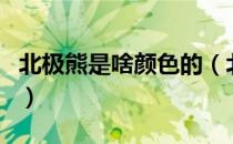 北极熊是啥颜色的（北极熊的颜色是什么样的）