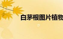 白茅根图片植物（白茅根图片）