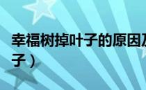 幸福树掉叶子的原因及解决办法（幸福树掉叶子）