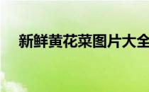 新鲜黄花菜图片大全大图（新鲜黄花菜）