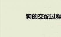 狗的交配过程（交配过程）