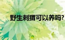 野生刺猬可以养吗?（野生刺猬能养吗）