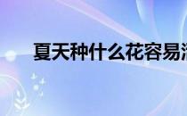 夏天种什么花容易活（夏天种什么花）