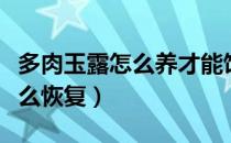 多肉玉露怎么养才能饱满通透（玉露干瘪了怎么恢复）