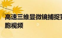 高速三维显微镜捕捉到令人惊叹的果蝇神经细胞视频